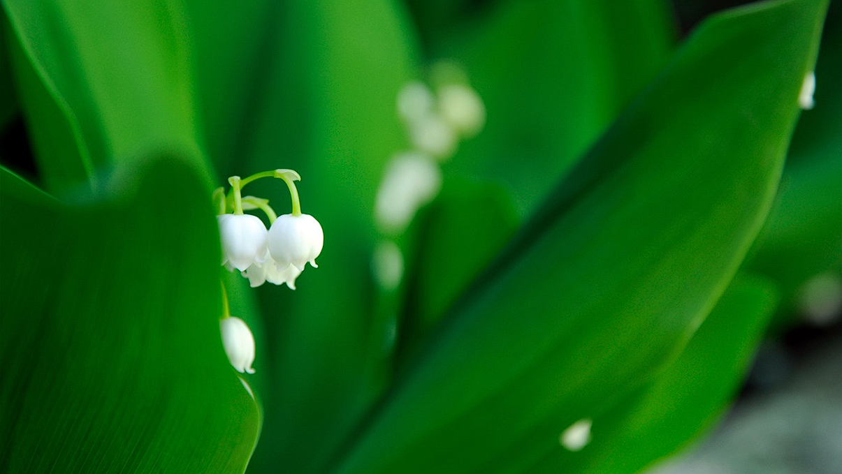 缩招爆冷！复试全录，今年要炸！-梦马考研