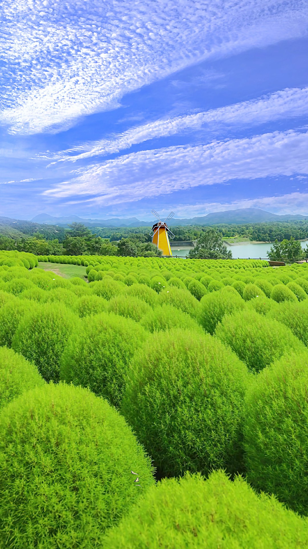 卷炸！跑！四邮之一，招生600+！-梦马考研