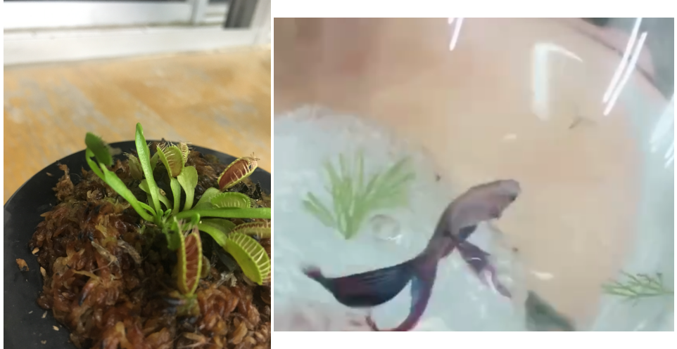 图片[3]-【最后5天】梦马班打卡返158元！-梦马考研