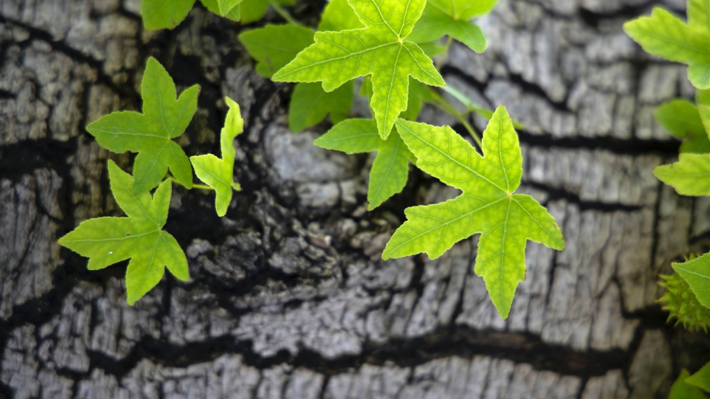 难！卷！“双盲”取消...-梦马考研