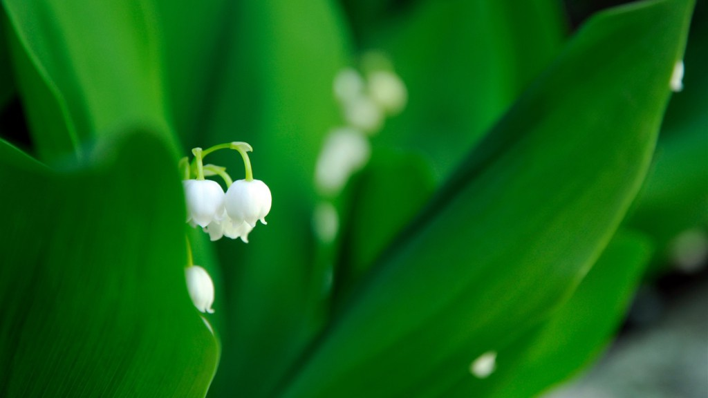 别考！卷！专业课两个满分！-梦马考研