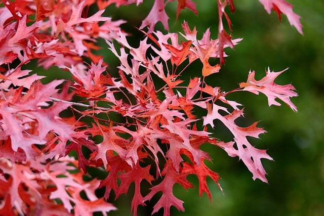 抱歉，部分25真题可能会删除。-梦马考研